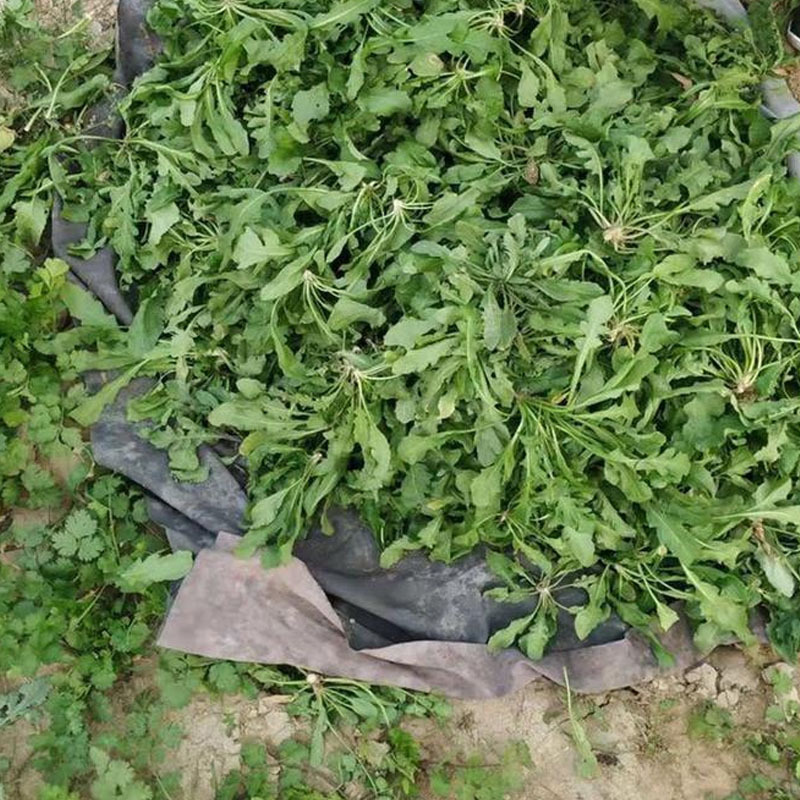 荠菜种子野菜大全农家四季大叶地菜种籽食用盆栽荠荠菜种籽孑