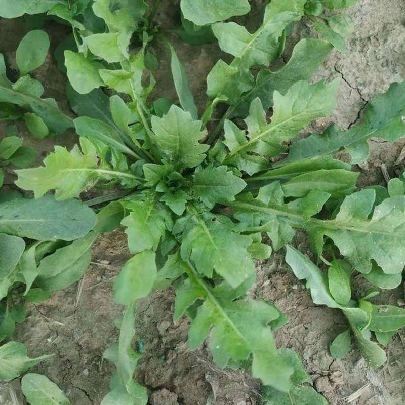 荠菜种子野菜大全农家四季大叶地菜种籽食用盆栽荠荠菜种籽孑