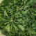 荠菜种子野菜大全农家四季大叶地菜种籽食用盆栽荠荠菜种籽孑