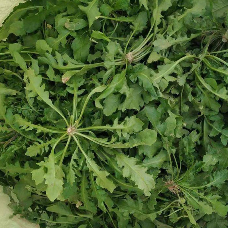 荠菜种子野菜大全农家四季大叶地菜种籽食用盆栽荠荠菜种籽孑