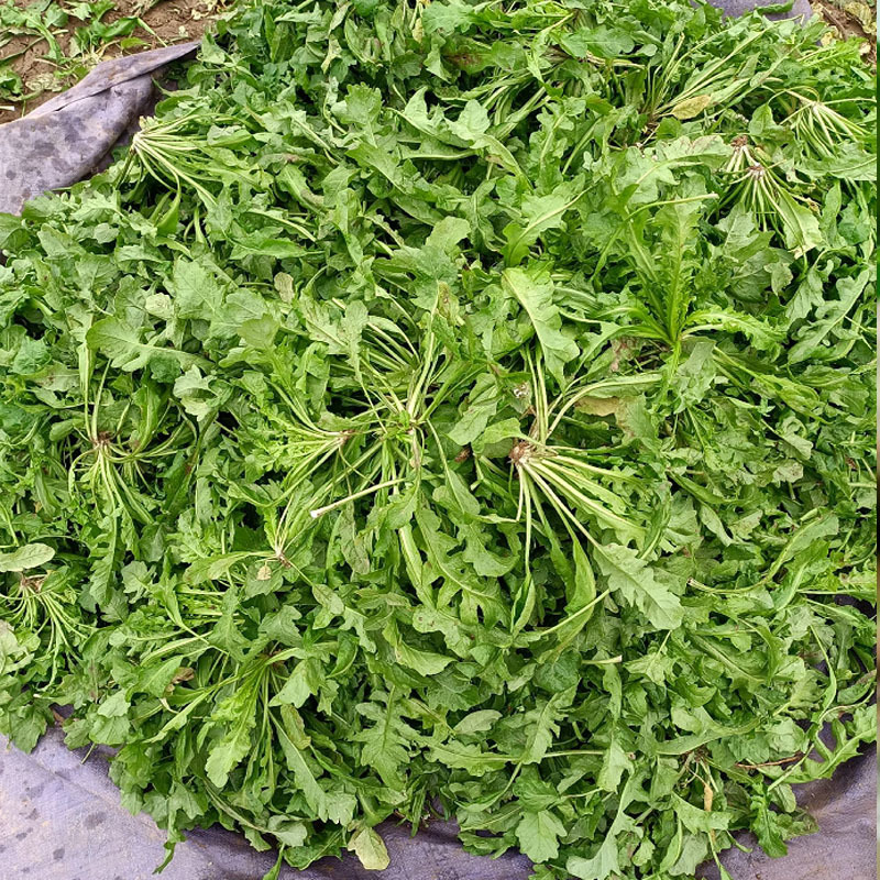 荠菜种子野菜大全农家四季大叶地菜种籽食用盆栽荠荠菜种籽孑