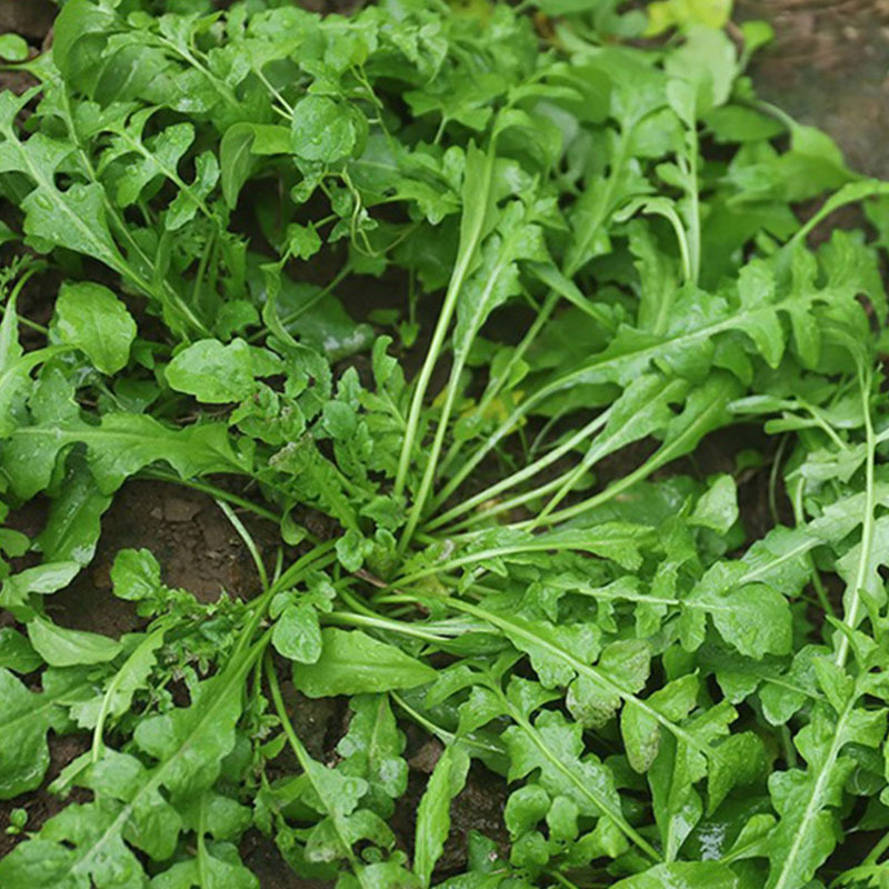 荠菜种子野菜大全农家四季大叶地菜种籽食用盆栽荠荠菜种籽孑