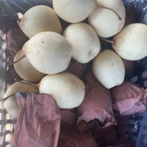 冠县产地大鸭梨，皮薄脆甜有需要的客商可以电话洽谈。