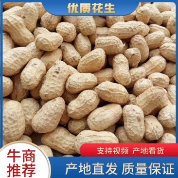 【好货】山东金乡带壳双仁红粒干花生2024年新花生量大