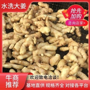 山东生姜/潍坊大黄姜/大黄姜/品质齐全/便宜便宜卖