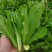 孔雀菜种子生菜种籽四季青菜沙拉菜种孑阳台盆栽秋冬季菜籽大