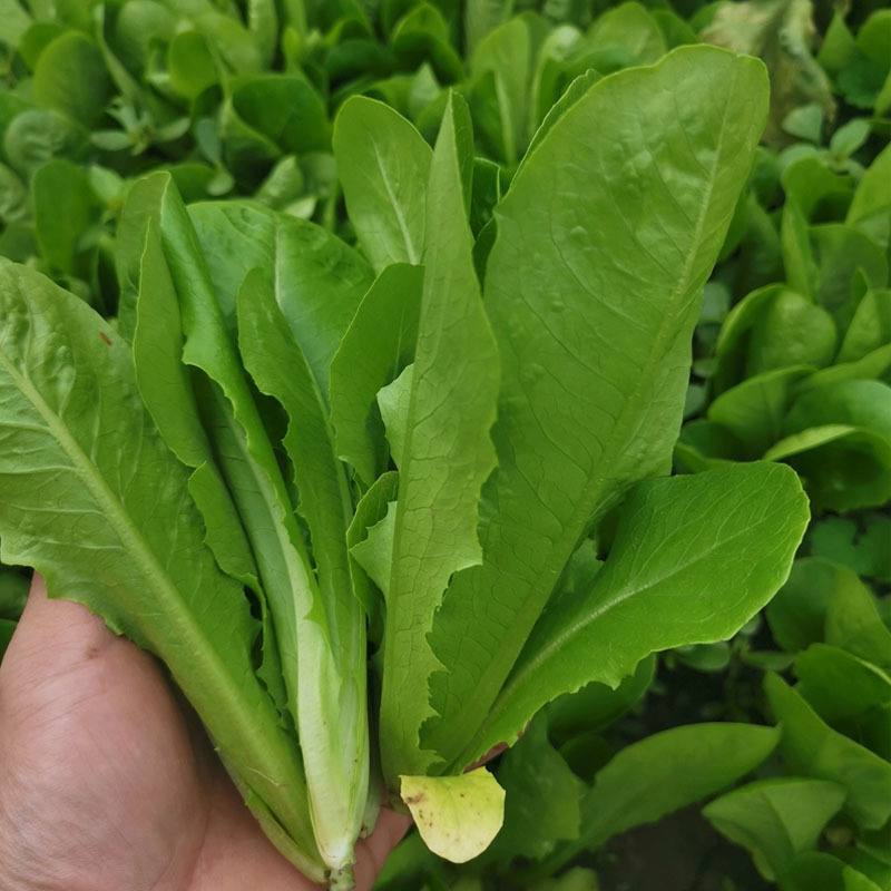 孔雀菜种子生菜种籽四季青菜沙拉菜种孑阳台盆栽秋冬季菜籽大