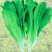孔雀菜种子生菜种籽四季青菜沙拉菜种孑阳台盆栽秋冬季菜籽大
