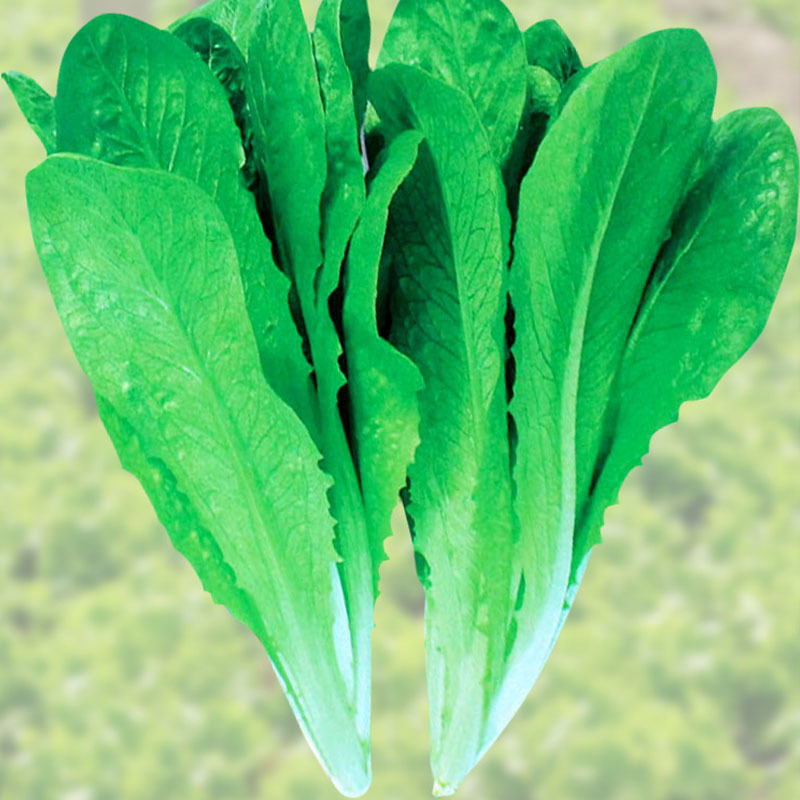孔雀菜种子生菜种籽四季青菜沙拉菜种孑阳台盆栽秋冬季菜籽大