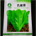 孔雀菜种子生菜种籽四季青菜沙拉菜种孑阳台盆栽秋冬季菜籽大