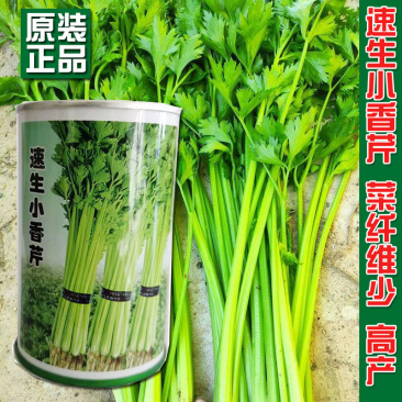 速生小香芹种子小芹菜黄绿实心小芹籽香味浓四季均可种植