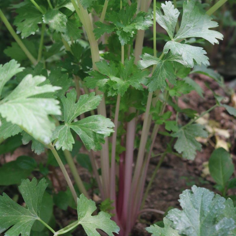 红芹菜种子紫芹籽味道浓郁生长快耐热基地专用品种