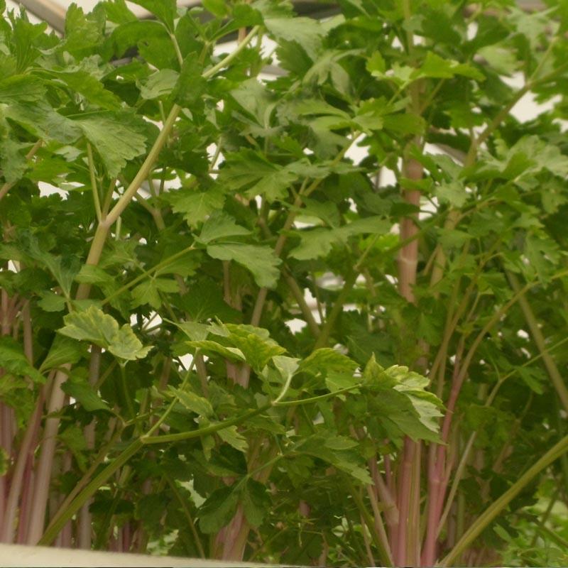 红芹菜种子紫芹籽味道浓郁生长快耐热基地专用品种
