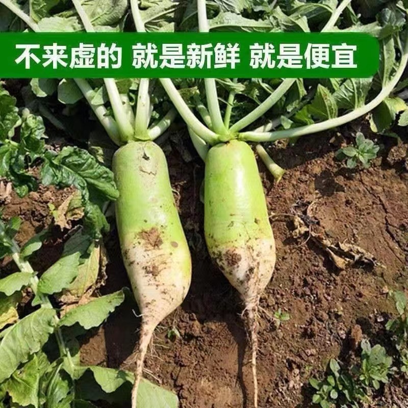 萝卜，青萝卜，山东青头萝卜热销中、货源充足大量供应