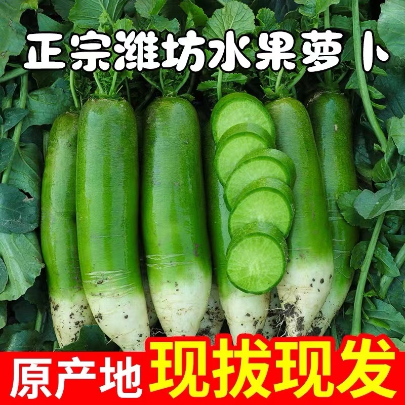 水果萝卜潍坊产地，电商货，市场货，加工厂用的萝卜