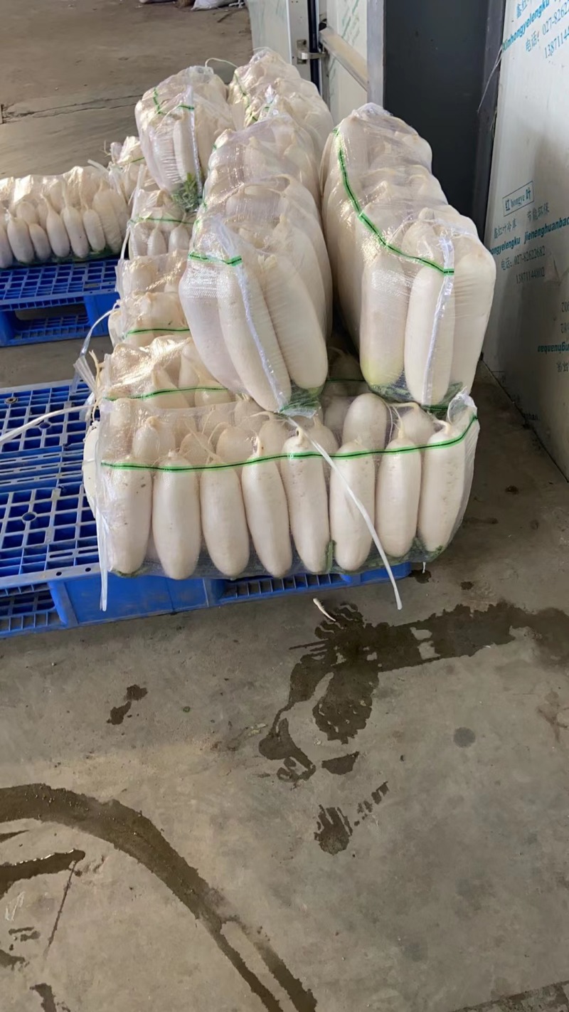 【萝卜】湖北精品白萝卜产地直销无中间商【坏单包赔】