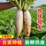 【萝卜】湖北精品白萝卜产地直销无中间商【坏单包赔】