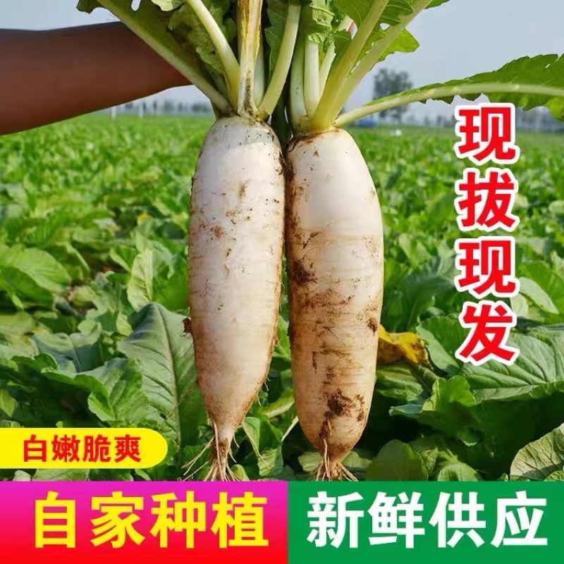 【萝卜】湖北精品白萝卜产地直销无中间商【坏单包赔】