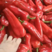鲜辣椒安徽精品红椒大量上市产地直发一手货源，大量出货中