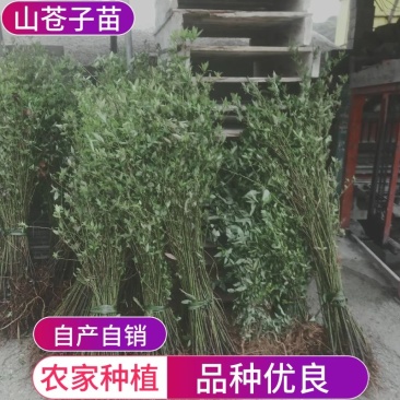 湖南永州山苍子苗；农家自种；价格可谈量从优！