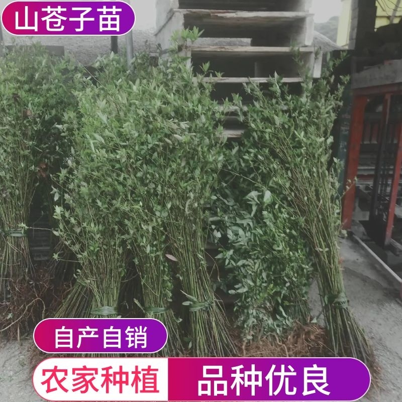 湖南永州山苍子苗；农家自种；价格可谈量从优！