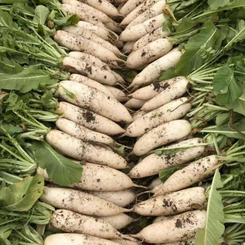 韩国白玉春萝卜种子产量高口感好杂交耐抽苔花叶基地专用