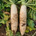 韩国白玉春萝卜种子产量高口感好杂交耐抽苔花叶基地专用