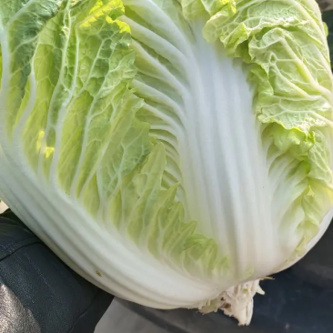 145黄心白菜，白菜大量出售，有意者请联系，价格可谈