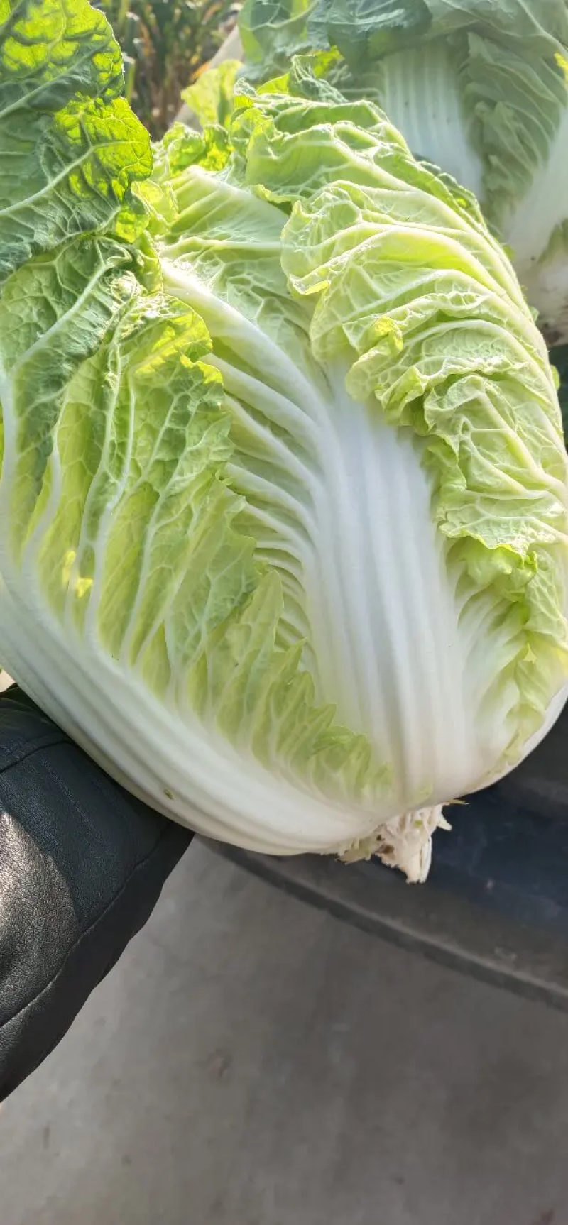 145黄心白菜，白菜大量出售，有意者请联系，价格可谈