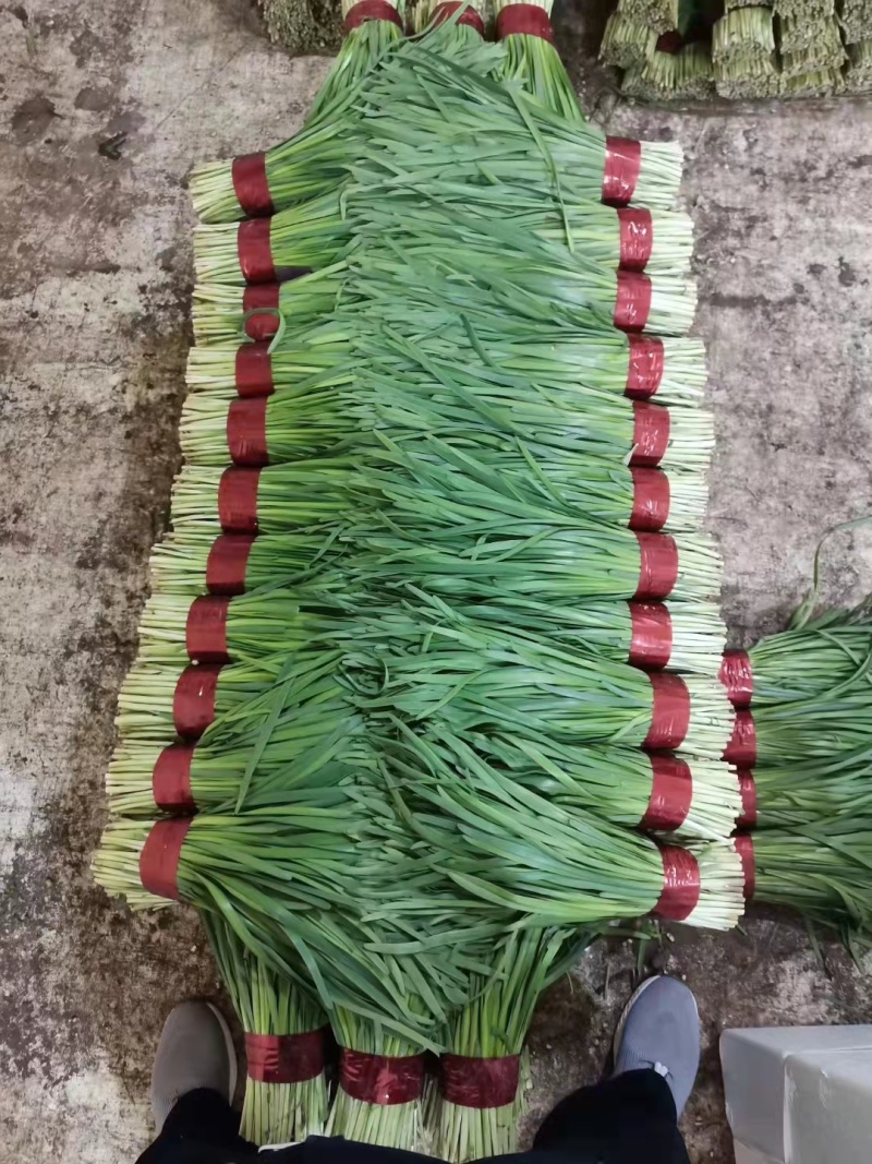 寿光大叶韭菜优质韭菜大量供应中！质优价廉！需要的联系！