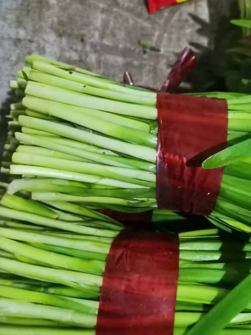 寿光大叶韭菜优质韭菜大量供应中！质优价廉！需要的联系！