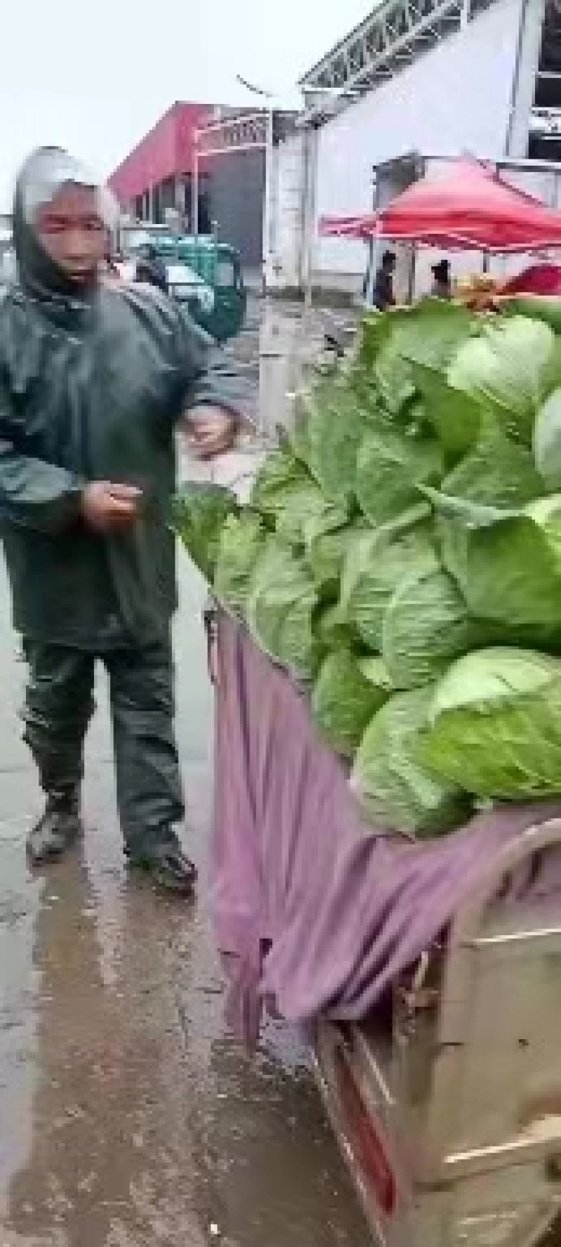 甘蓝，河北圆包菜，颗颗脆甜，菜园现挖现发，质量好全国发货