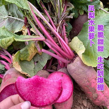 凤梨萝卜种子紫美人红心红皮水果萝卜籽秋冬四季蔬菜种孑阳台