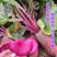 凤梨萝卜种子紫美人红心红皮水果萝卜籽秋冬四季蔬菜种孑阳台