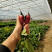 手指樱桃萝卜种子迷你樱桃萝卜种籽水果小萝卜籽四季播蔬菜种