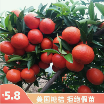 精品嫁接美国柑橘苗抗病力强桔子树苗品种纯正