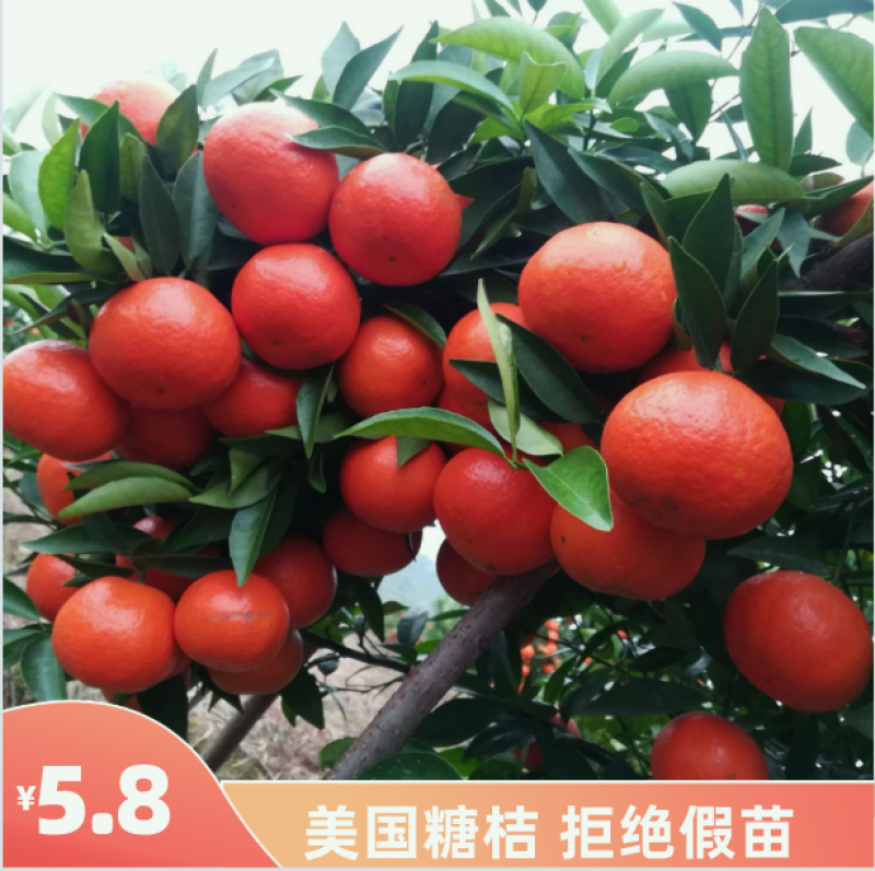 精品嫁接美国柑橘苗抗病力强桔子树苗品种纯正