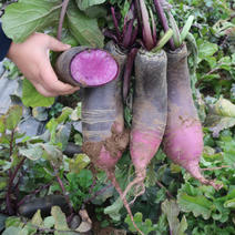 首尔紫星水果萝卜种子紫色紫心萝卜籽种耐热耐寒四季大田用蔬