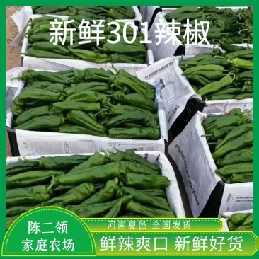 鲜辣椒15~20厘米微辣青，薄皮椒，产地直供，来电