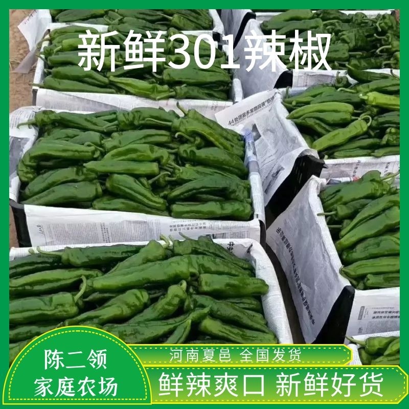鲜辣椒15~20厘米微辣青，薄皮椒，产地直供，来电