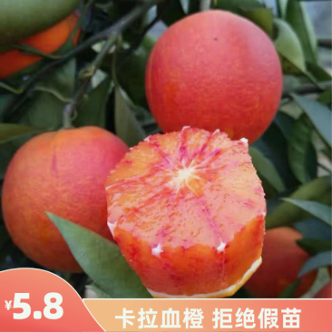 塔罗科血橙苗脐橙苗橙子苗拒绝假苗