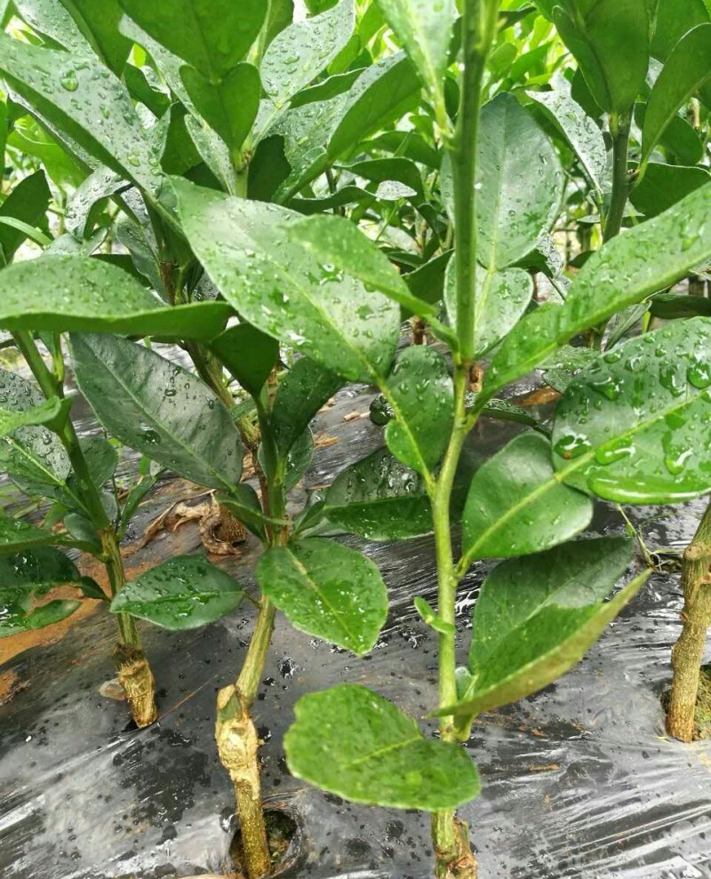 塔罗科血橙苗脐橙苗橙子苗拒绝假苗