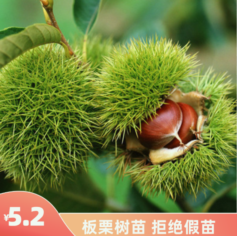 精品嫁接板栗苗大红袍板栗苗特大油板栗苗拒绝假苗