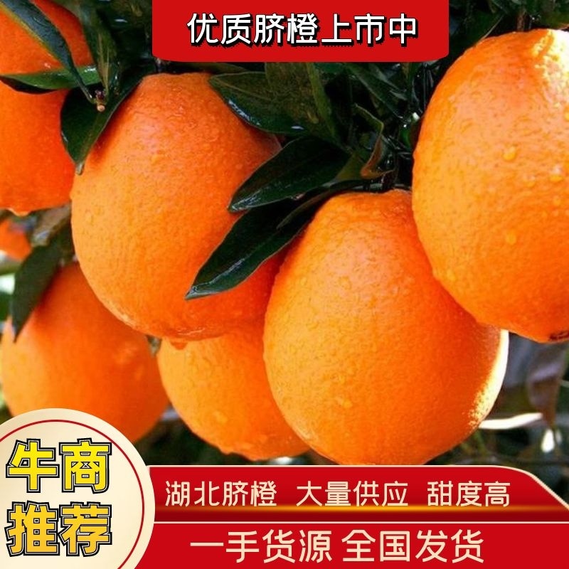 脐橙湖北产地直销皮薄多汁现摘先发可对接电商欢迎咨询