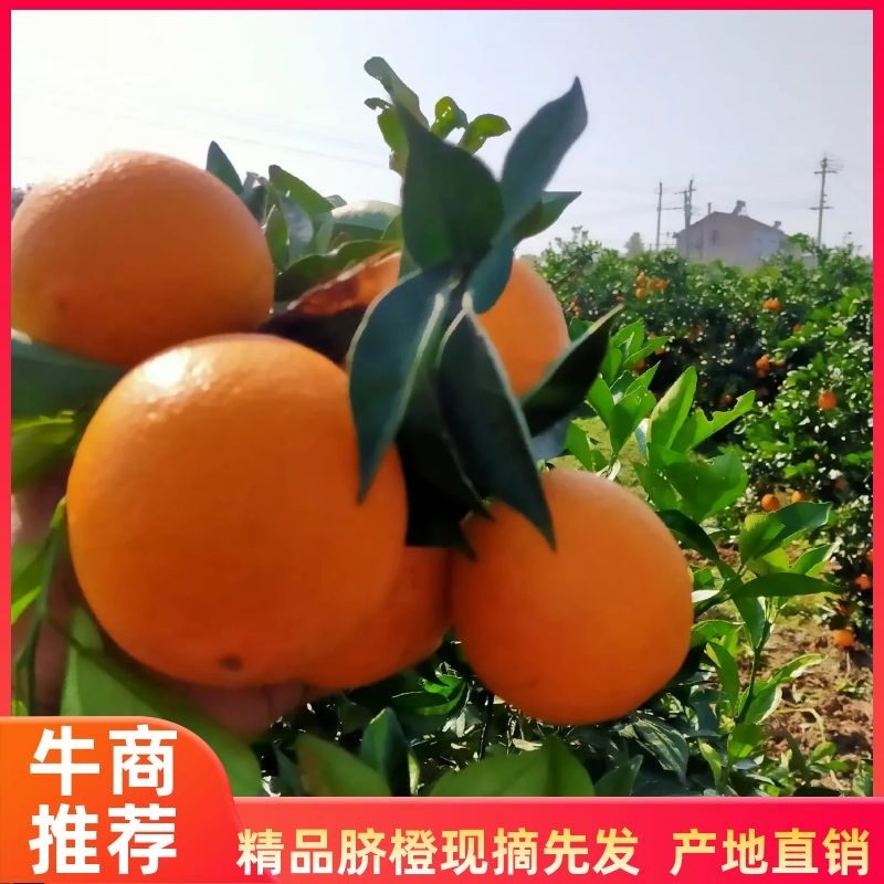优质脐橙品种齐全口味纯甜果园看货以质论价欢迎定购