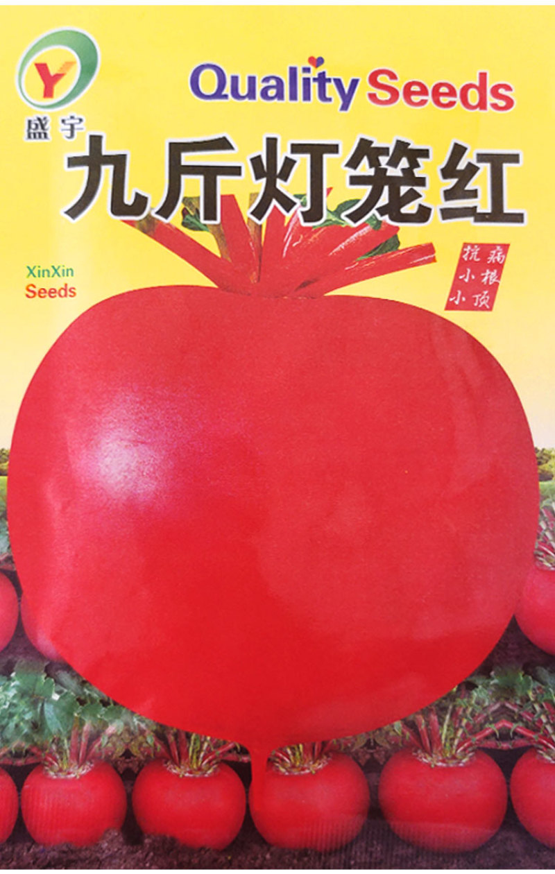 九斤灯笼红东北大红萝卜种子圆形大红丰白肉大红袍红