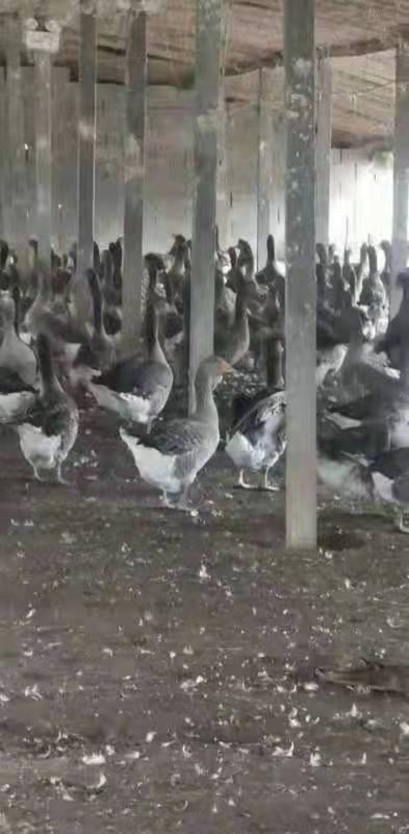 绿头水鸭长年有货江苏养殖基地直供对接全国客户欢迎咨询