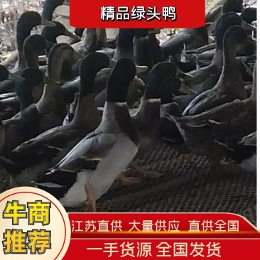 绿头水鸭长年有货江苏养殖基地直供对接全国客户欢迎咨询