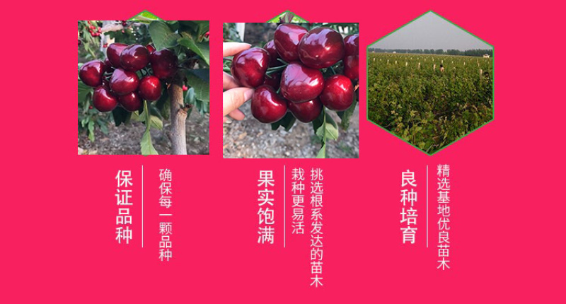 精品嫁接俄罗斯八号美早樱桃苗车厘子樱桃树苗