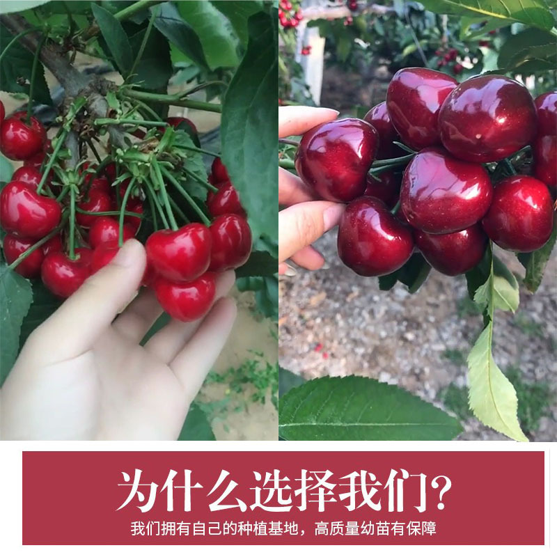 精品嫁接俄罗斯八号美早樱桃苗车厘子樱桃树苗